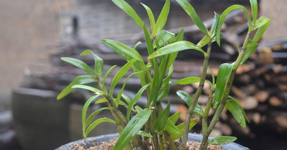 石斛種類與作用